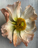 Single Peach edged Poppy Art Print