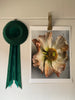 Single Peach edged Poppy Art Print