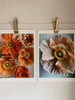 Mixed Colour Poppy Art Print 2