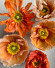 Mixed Colour Poppy Art Print 2