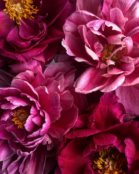 Peony Art Print 1