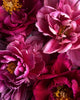 Peony Art Print 1