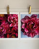 Peony Art Print 1